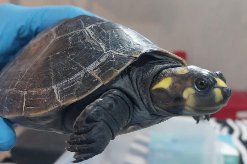 Centro de conservación de reptiles