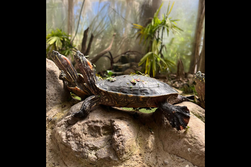 Centro de conservación de reptiles