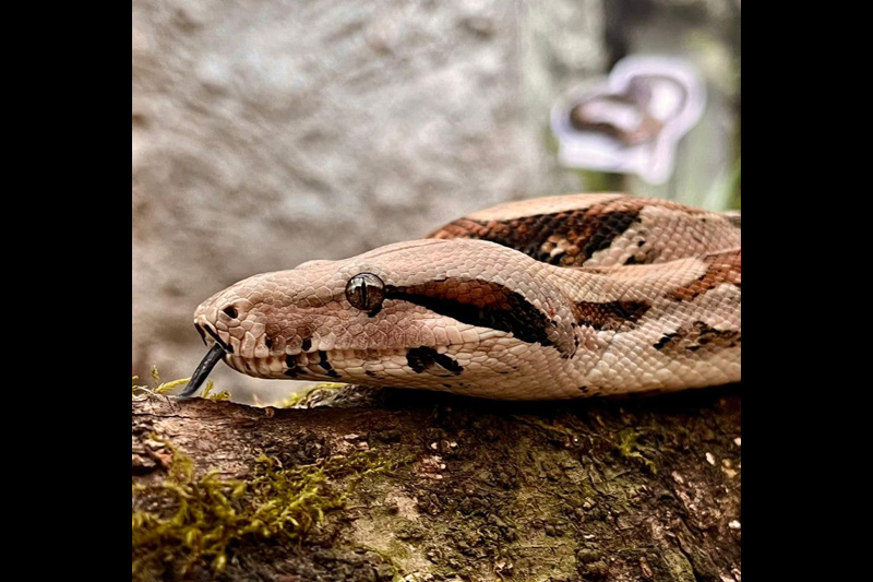 Centro de conservación de reptiles