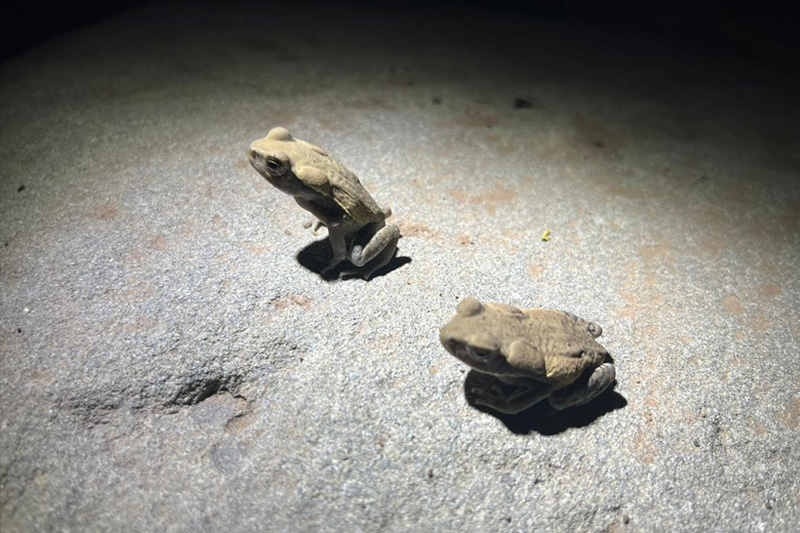 Centro de Conservación de Anfibios