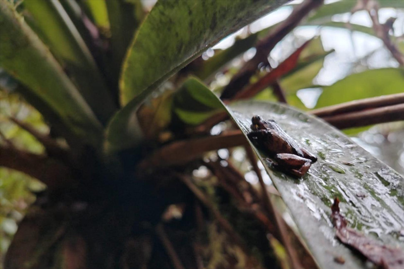 Centro de Conservación de Anfibios