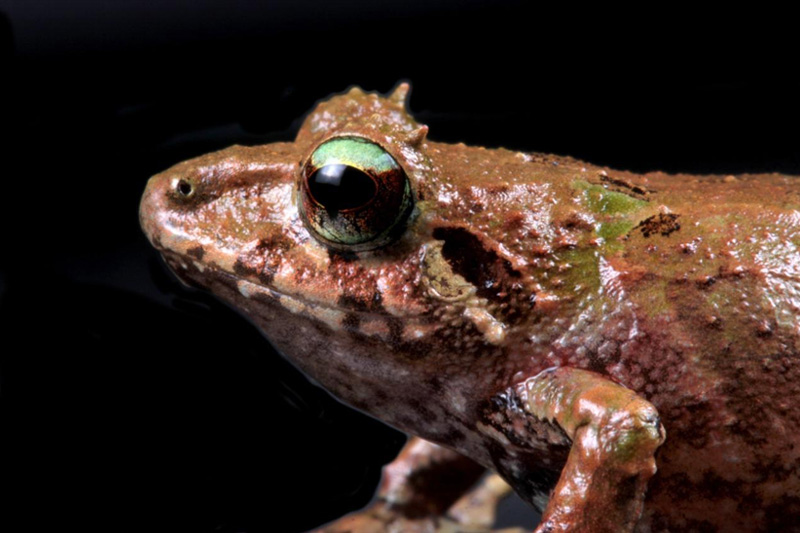 Centro de Conservación de Anfibios