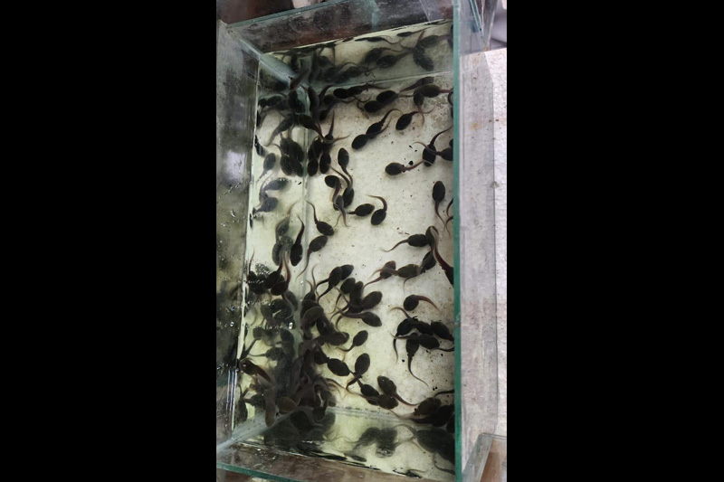 Centro de Conservación de Anfibios