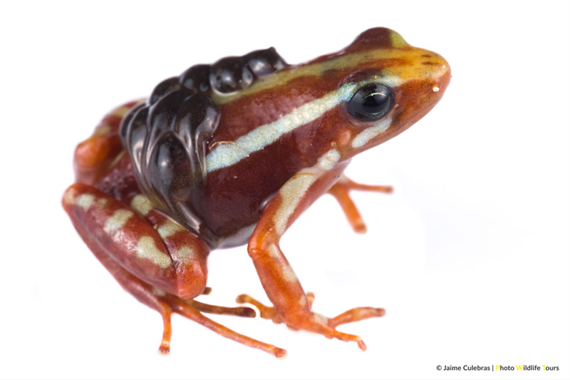 Centro de Conservación de Anfibios