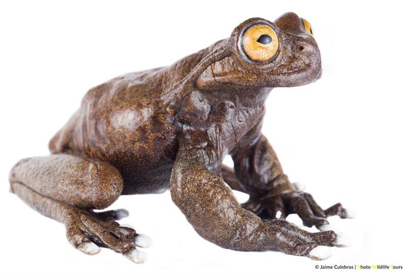 Centro de Conservación de Anfibios