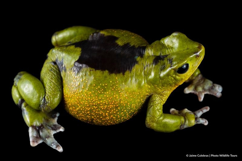 Centro de Conservación de Anfibios