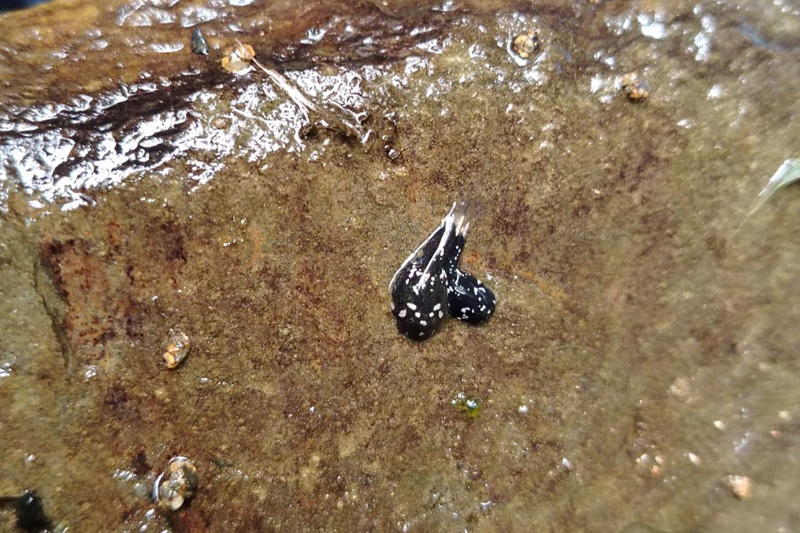 Centro de Conservación de Anfibios