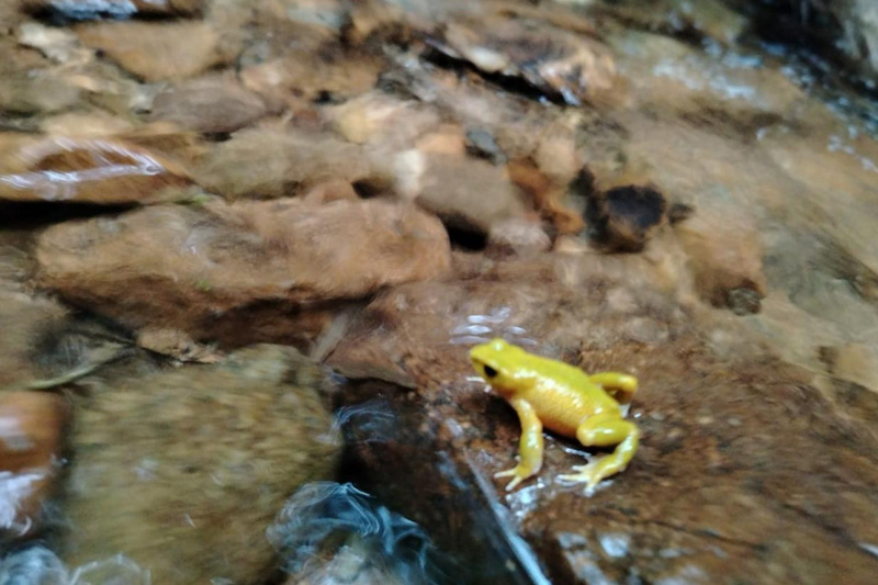 Centro de Conservación de Anfibios