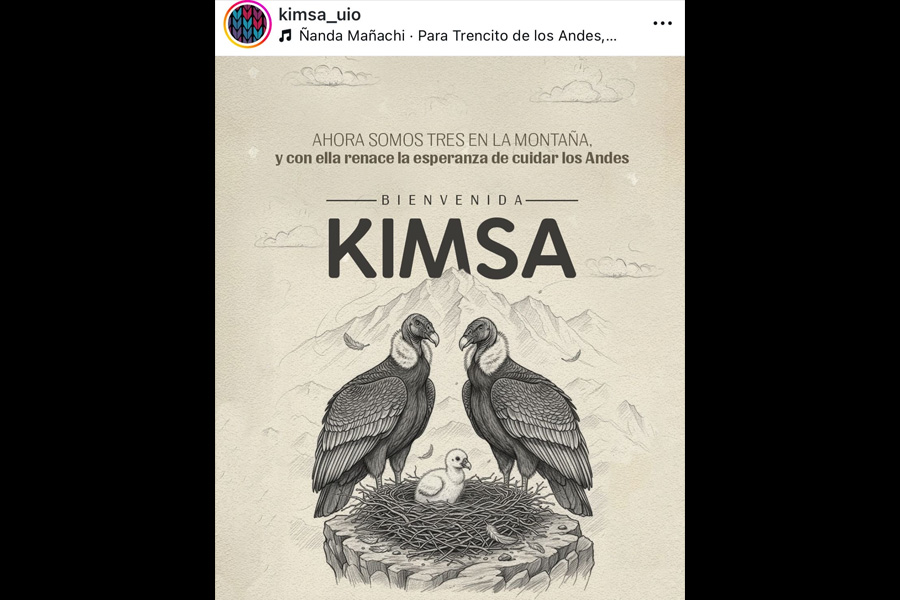 Programa de manejo y crianza de cóndores andinos bajo cuidado profesional