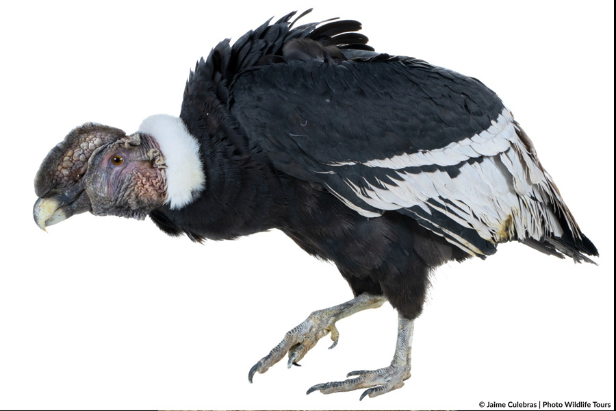 Rescate y rehabilitación de cóndores vulnerados