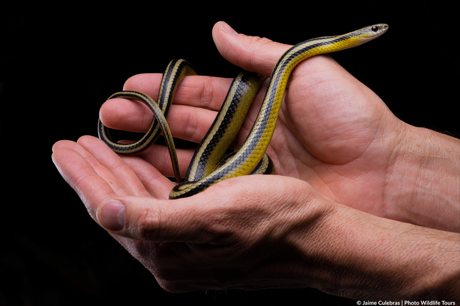 Culebra Corredora de Amaru