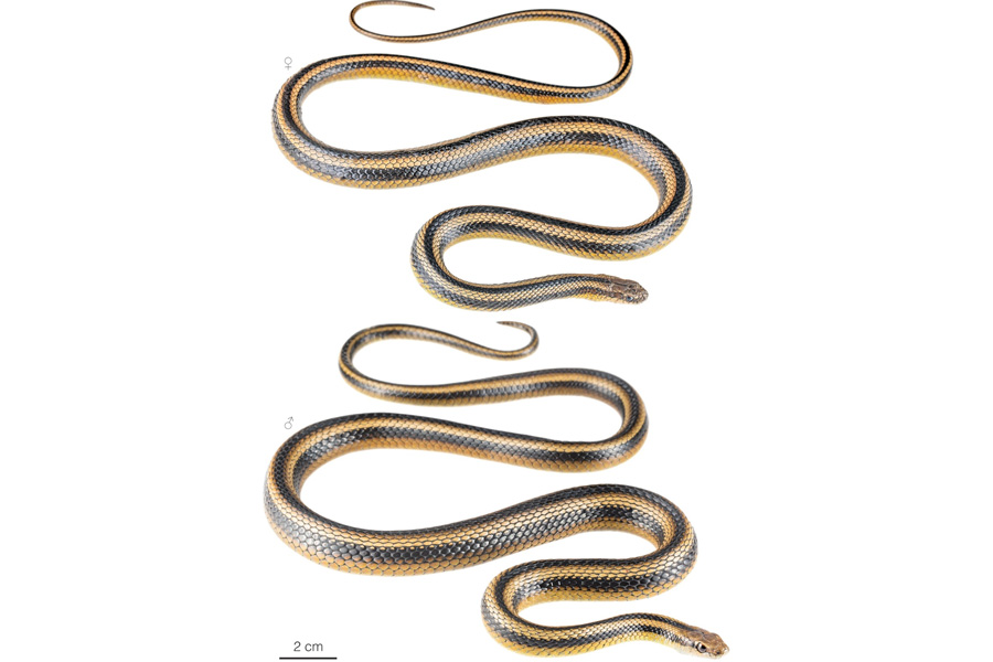 Culebra Corredora de Amaru