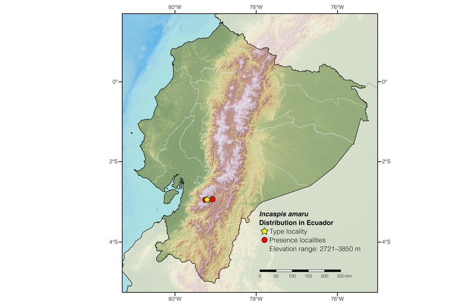 Culebra Corredora de Amaru