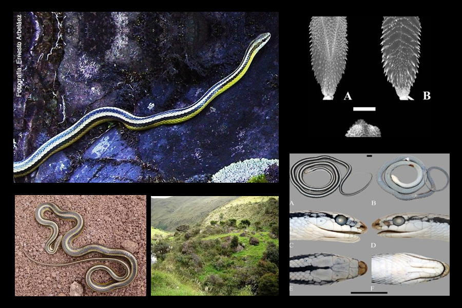 Culebra Corredora de Amaru