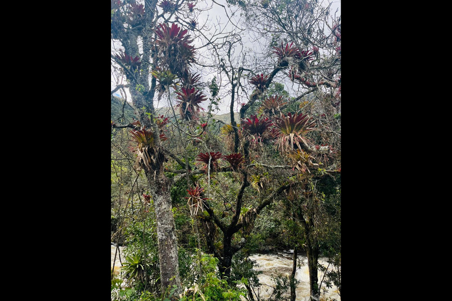 Culebra Corredora de Amaru
