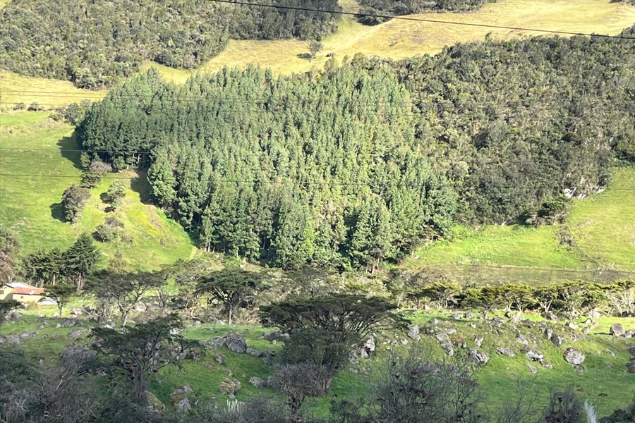 Culebra Corredora de Amaru