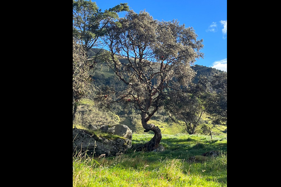 Culebra Corredora de Amaru