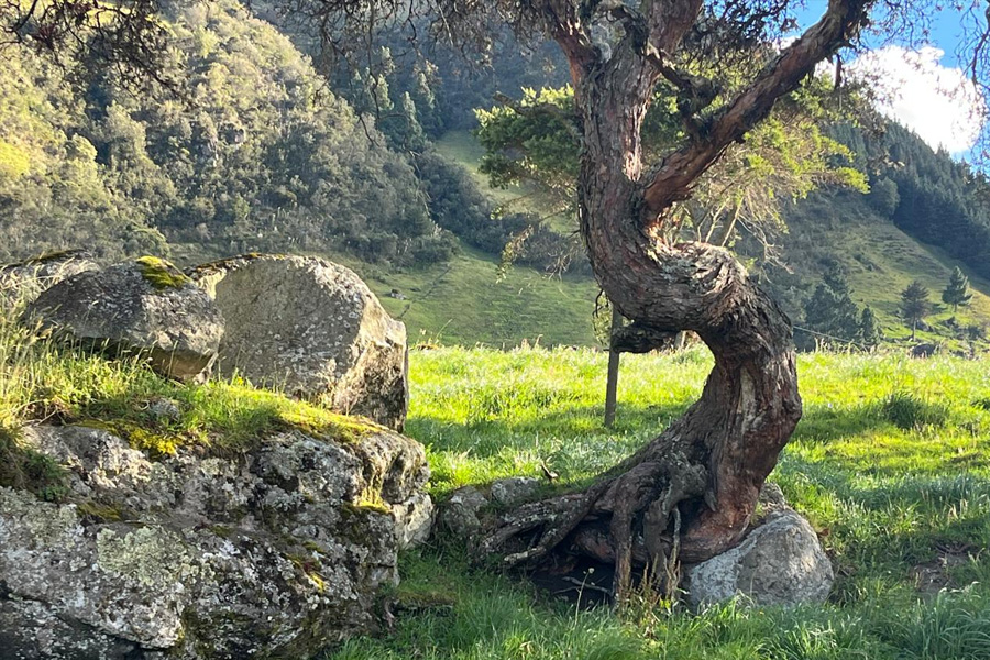 Culebra Corredora de Amaru