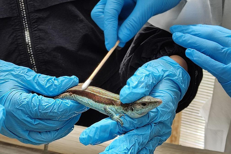 Guardianes de la Coliazul