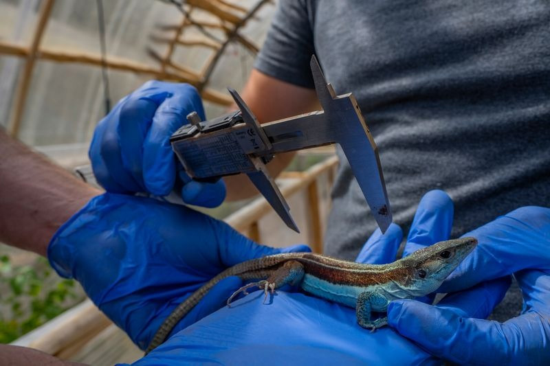 Guardianes de la Coliazul