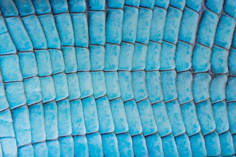 Guardianes de la Coliazul