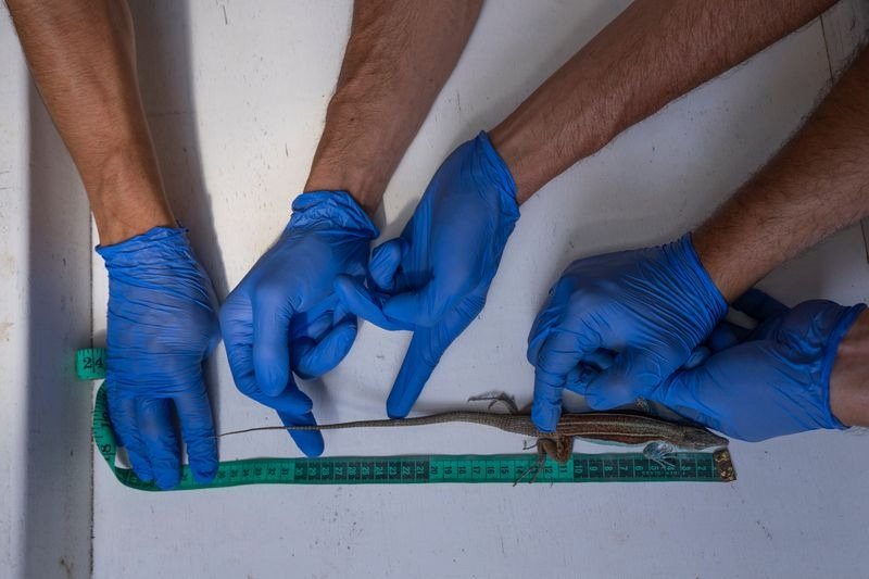 Guardianes de la Coliazul