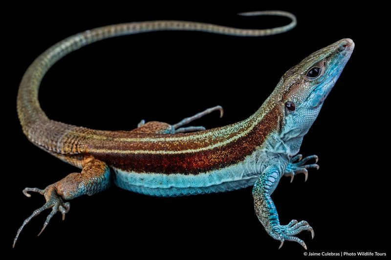 Guardianes de la Coliazul