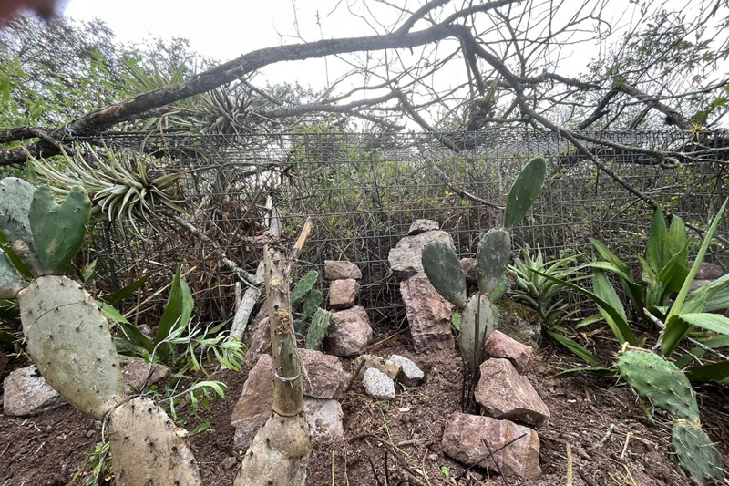 Guardianes de la Coliazul