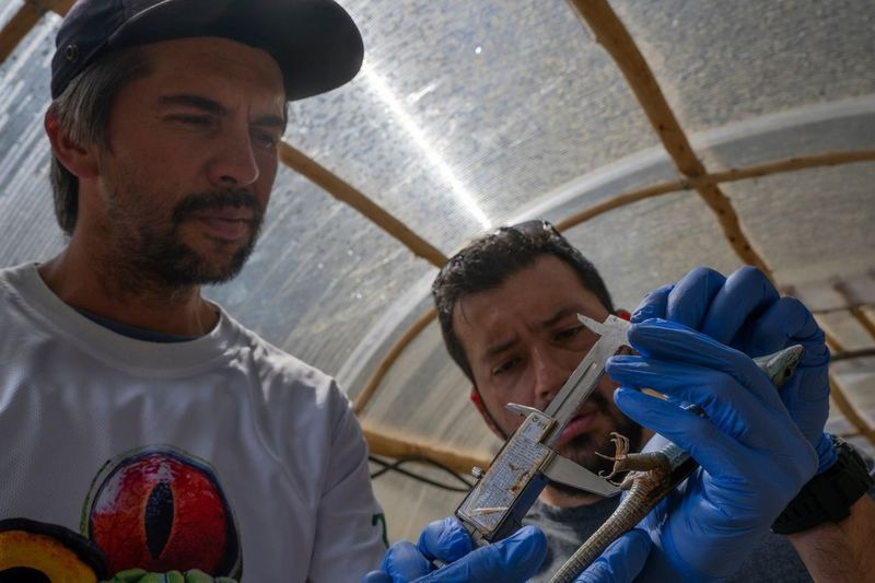 Guardianes de la Coliazul