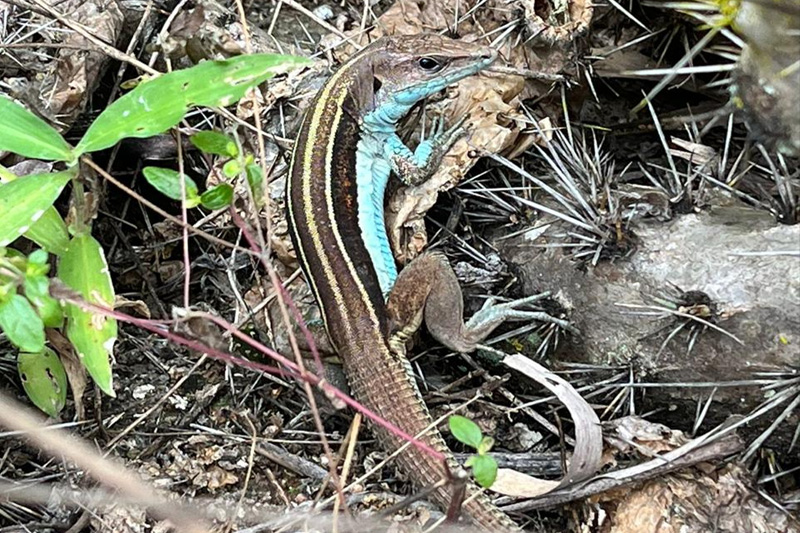Guardianes de la Coliazul