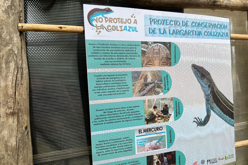 Guardianes de la Coliazul