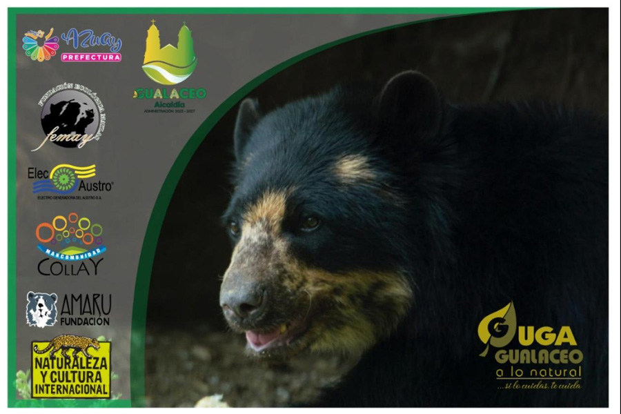 Oso Andino Proyectos de Conservación