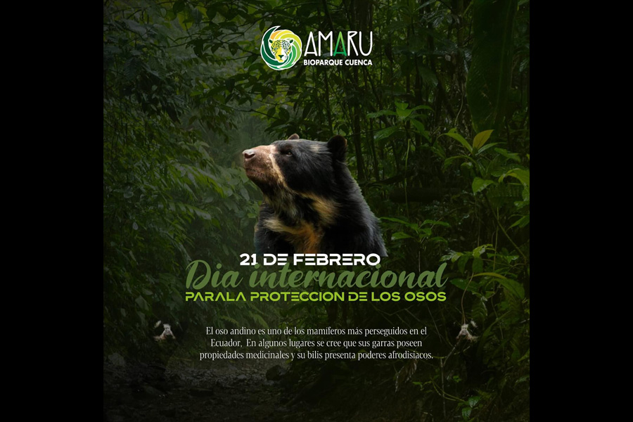Oso Andino Proyectos de Conservación