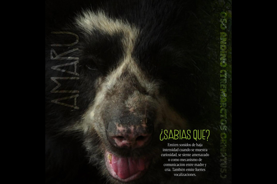 Oso Andino Proyectos de Conservación