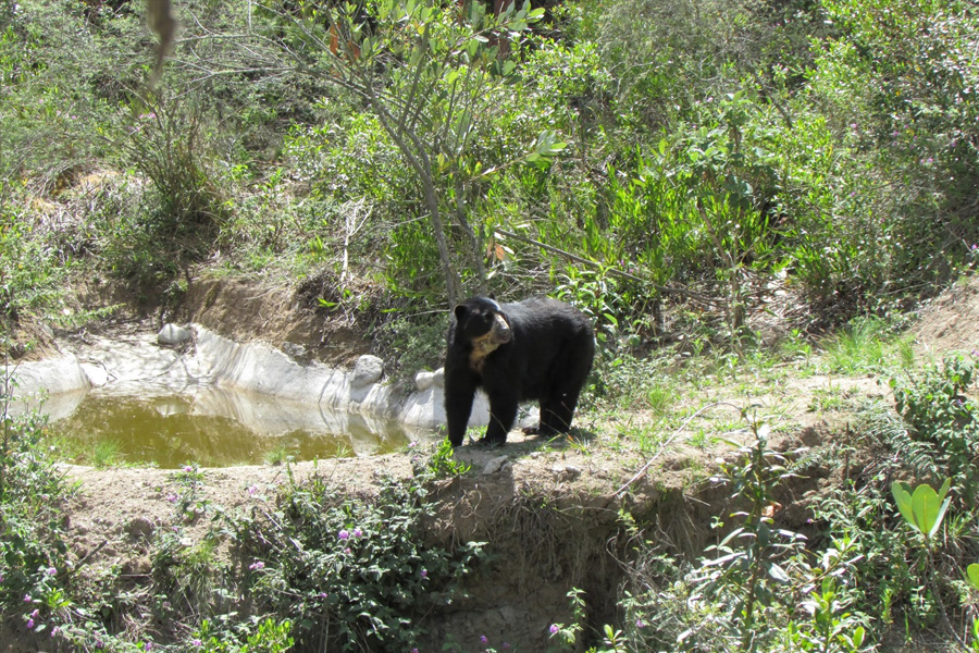 Oso Andino Proyectos de Conservación