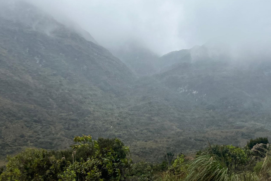 Oso Andino Proyectos de Conservación