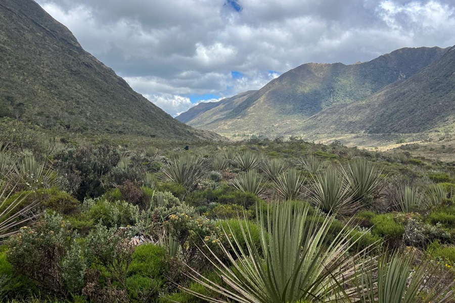 Oso Andino Proyectos de Conservación