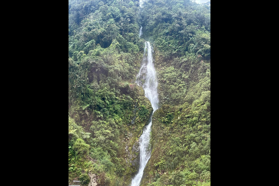 Oso Andino Proyectos de Conservación