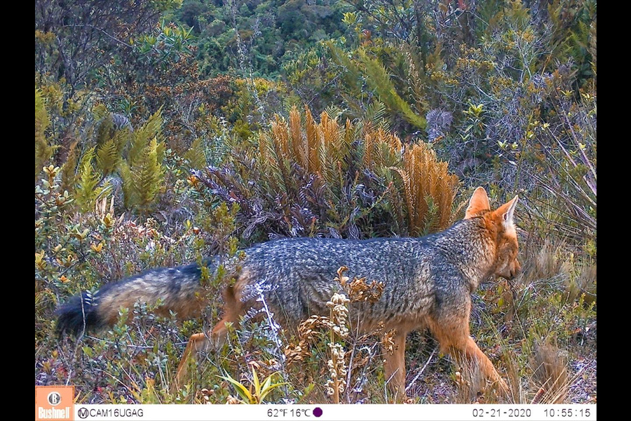 Oso Andino Proyectos de Conservación