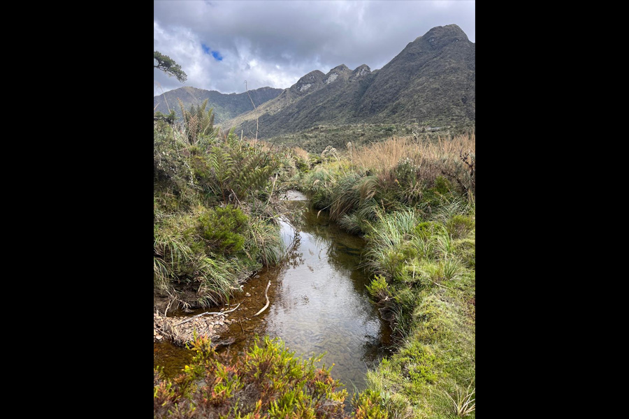 Oso Andino Proyectos de Conservación