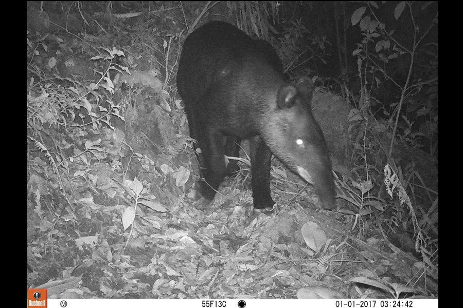 Oso Andino Proyectos de Conservación