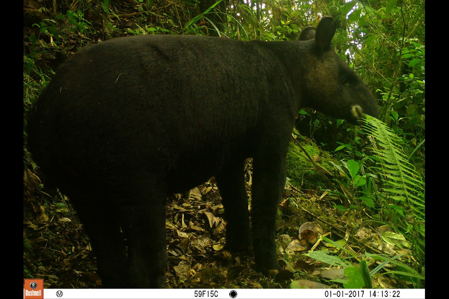 Oso Andino Proyectos de Conservación
