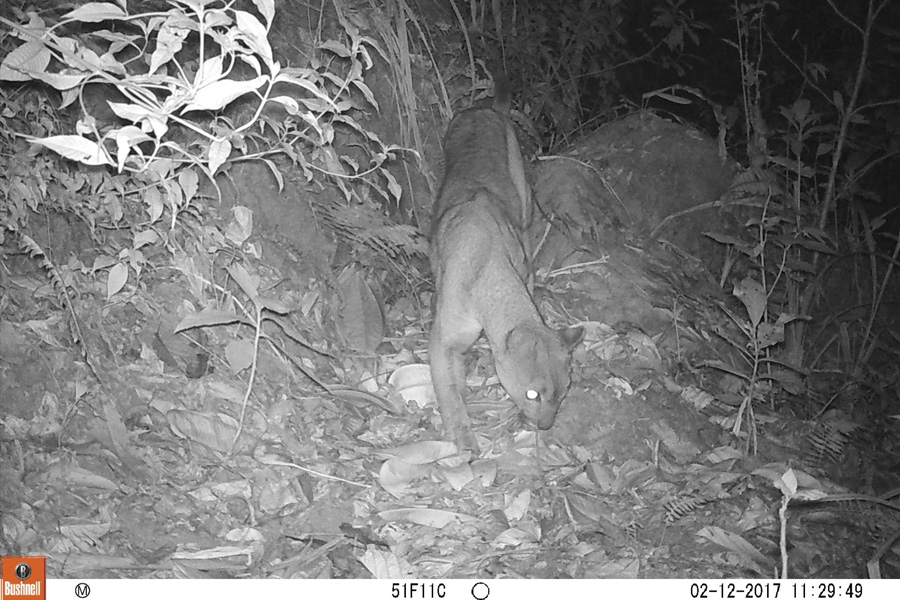 Oso Andino Proyectos de Conservación