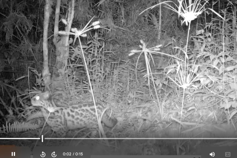 Oso Andino Proyectos de Conservación