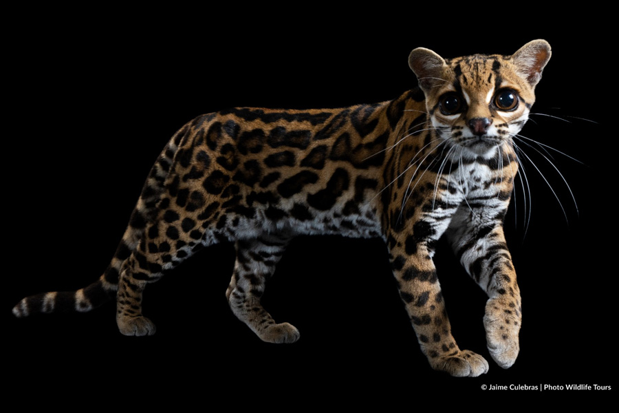 Selva Eterna Reserva Biológica