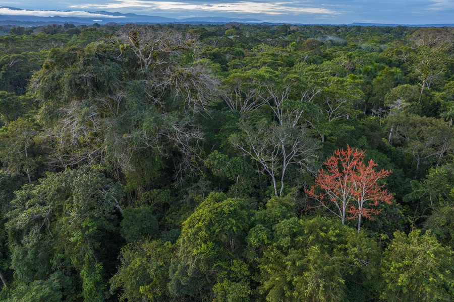 Selva Eterna Reserva Biológica