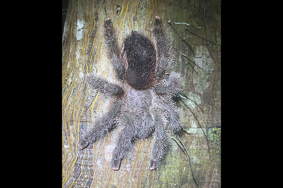 Selva Eterna Reserva Biológica