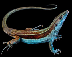 Publicaciones Científicas Bioparque Amaru